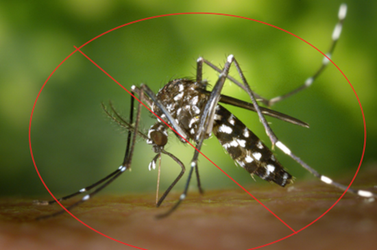 Mosquito control and fogging services