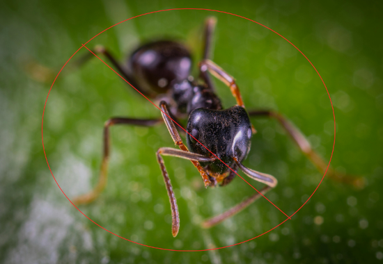 Ant control and prevention services
