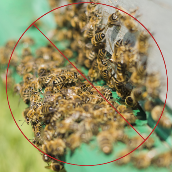 Bee control and safe bee relocation services