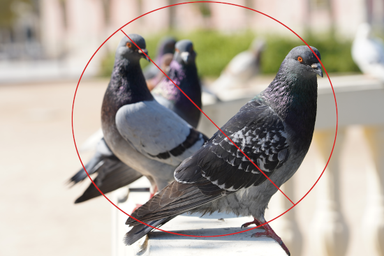 Bird control and bird net installation services