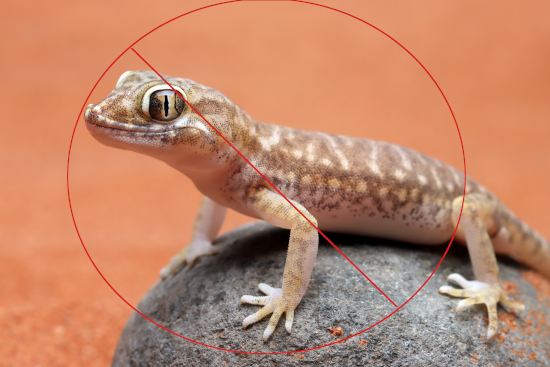 Lizard control services