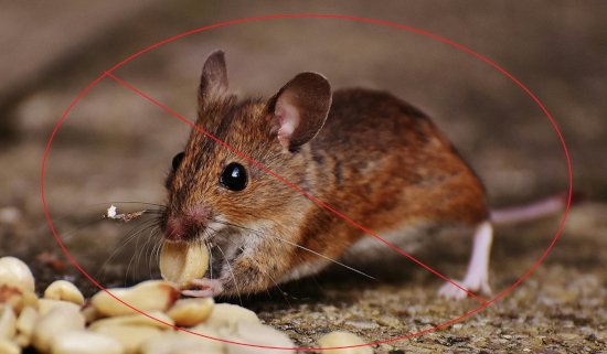 Rodent control services for rats and mice