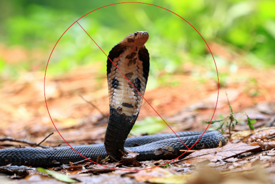 Snake control and safe removal services