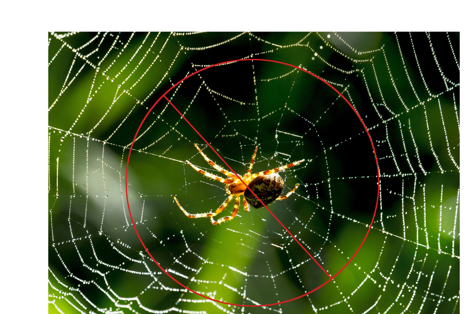 Spider control services