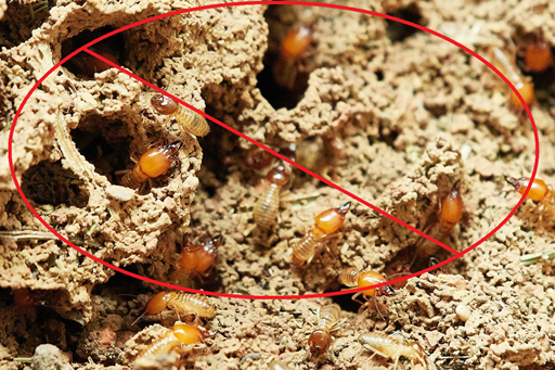 Termite control treatment for homes and buildings